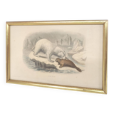 Zoological board engraving Buffon white bear and seal gilded wood frame