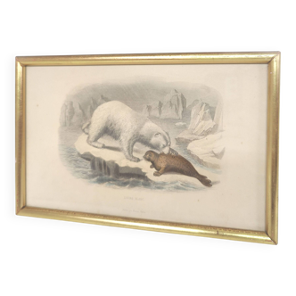 Zoological board engraving Buffon white bear and seal gilded wood frame