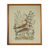 Tableau vintage aquarelle ducks of terronblan monbaly dayelle