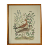 Tableau vintage aquarelle ducks of terronblan monbaly dayelle