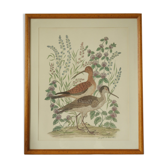 Vintage painting watercolor ducks by terronblan monbaly dayelle