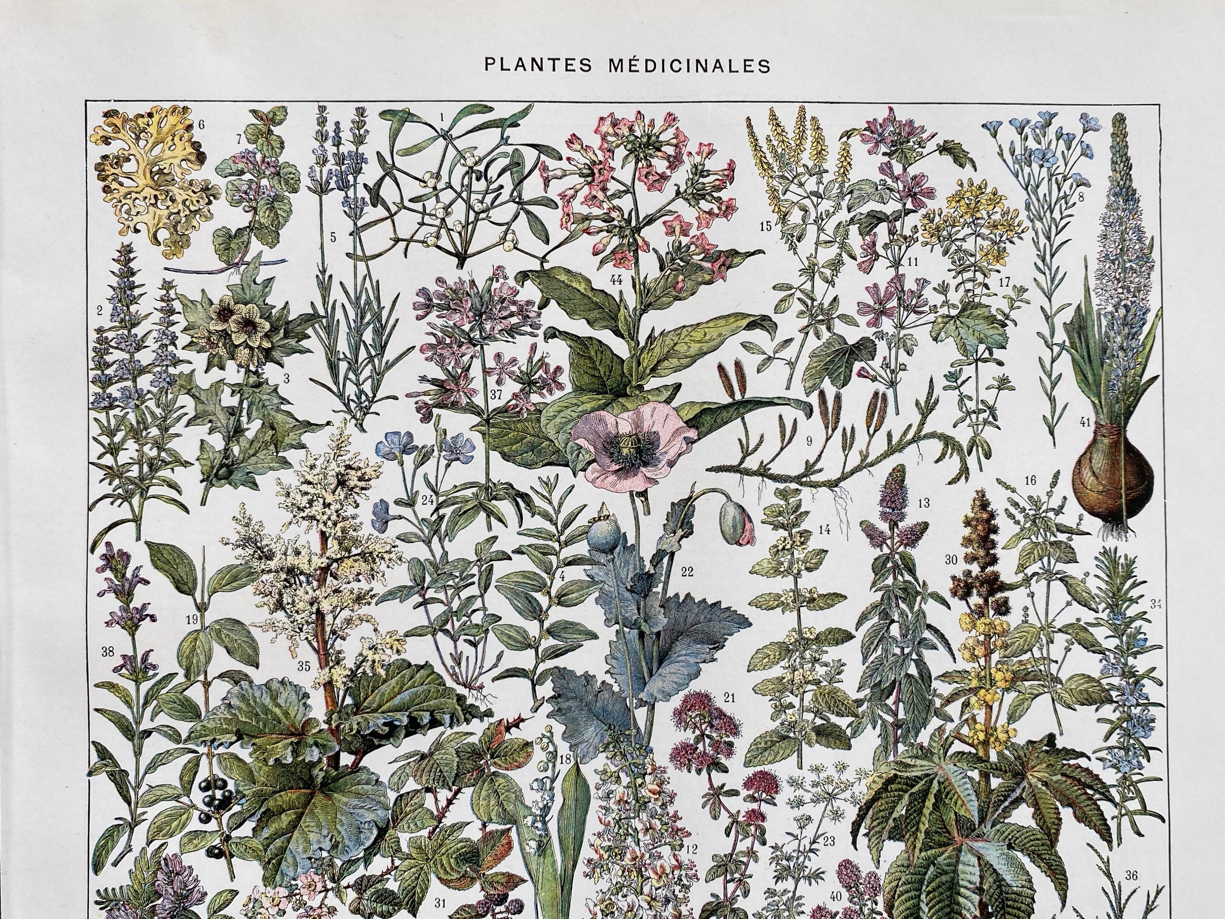 Ancient illustration "medicinal plants"
