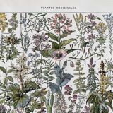 Ancient illustration "medicinal plants"