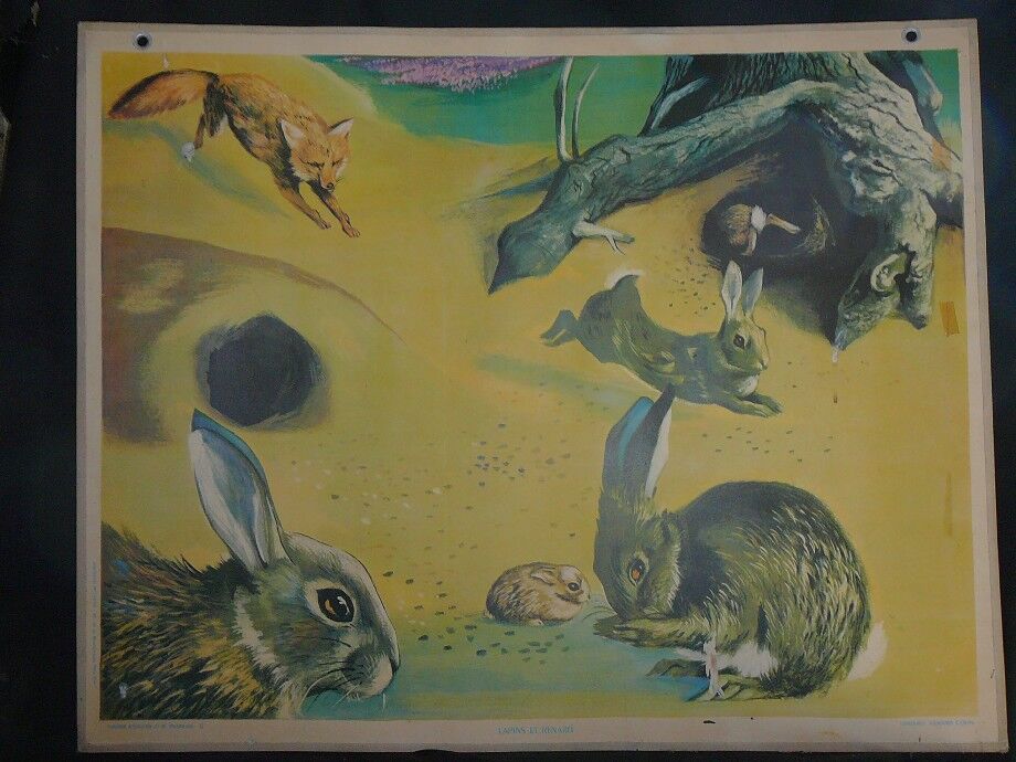 School map deer deer fawn 24 and rabbits and fox