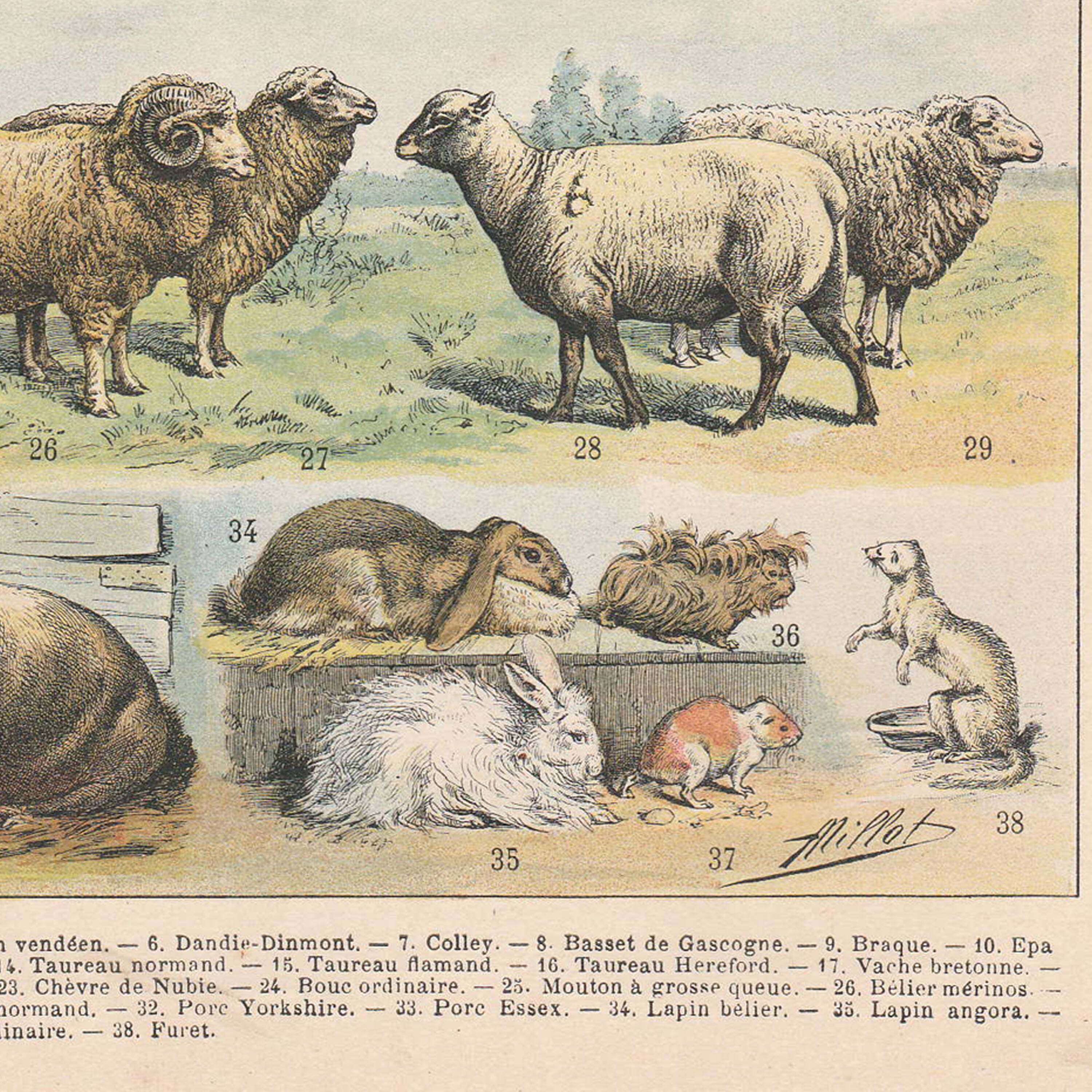 Planche ancienne sur les mammifères, 1897