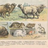 Planche ancienne sur les mammifères, 1897