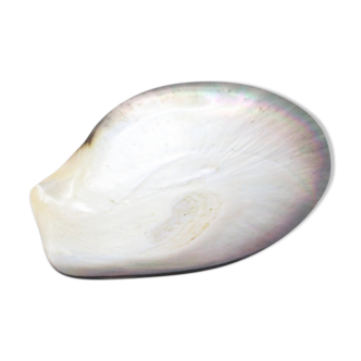 Empty pocket seashell mother-of-pearl