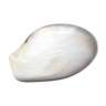 Empty pocket seashell mother-of-pearl