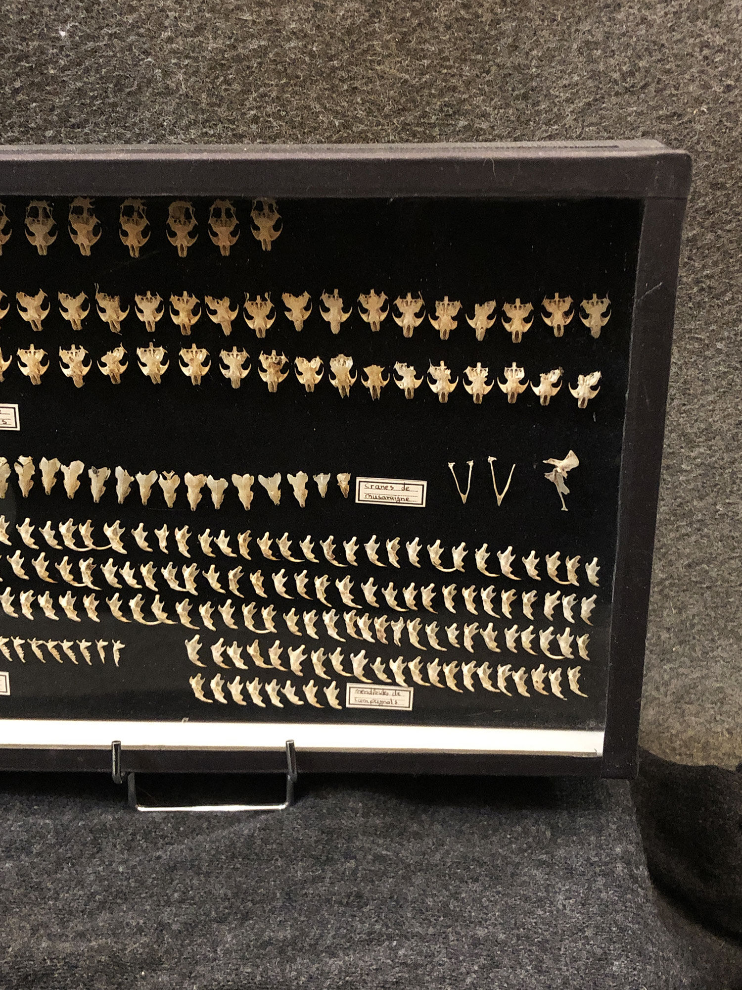 Vitrine naturaliste crânes de campagnols et musaraignes, XXe siècle