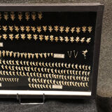 Naturalistic showcase: vole skulls and shrews, twentieth century