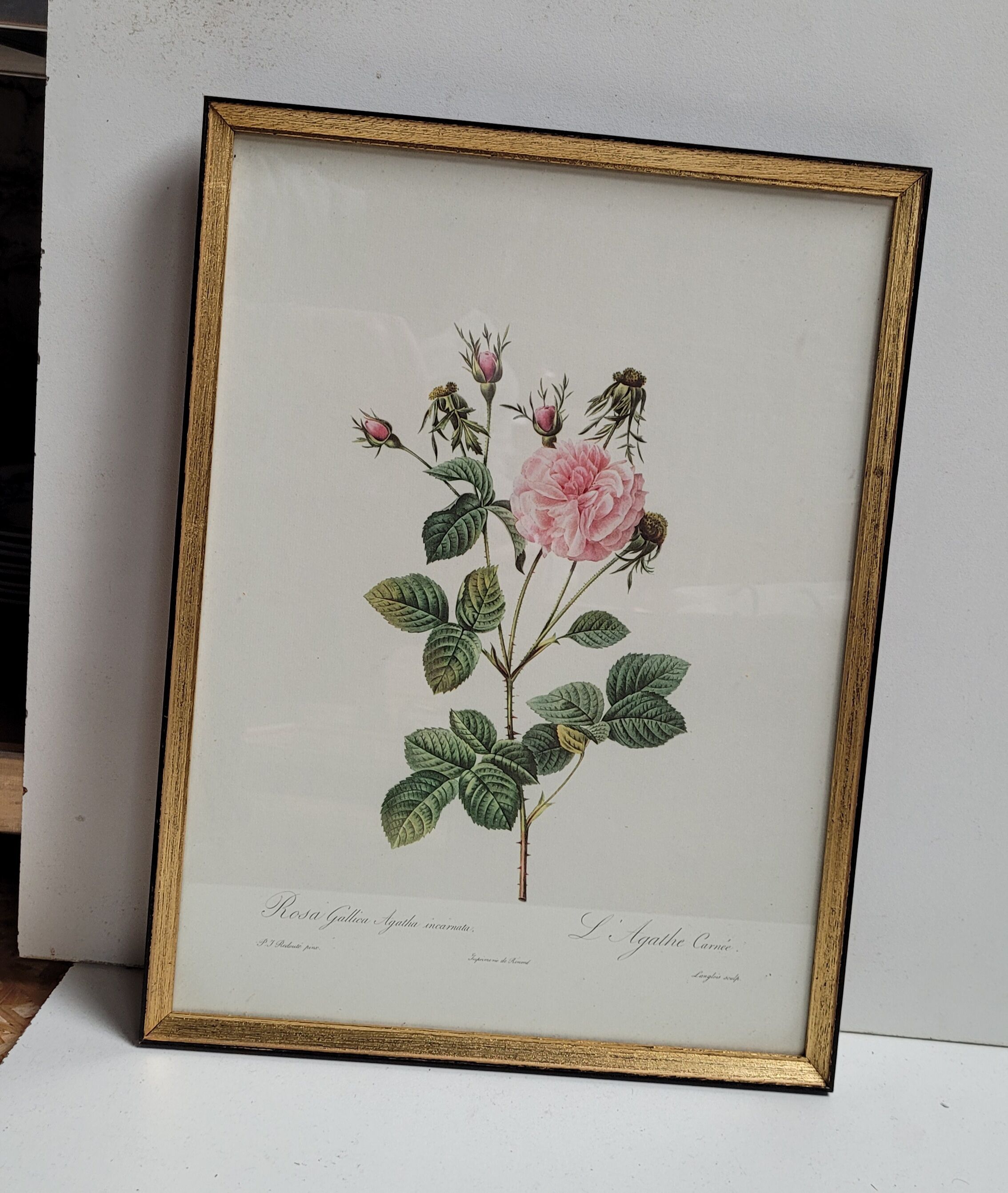 Lithograph under frame rose agathe meat