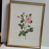 Lithograph under frame rose agathe meat