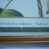 2 reproductions of botanical drawings by P. Bessa