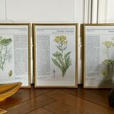 Vintage gold framed botanical illustrations 3
