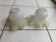 Pair of glass tulip lampshades