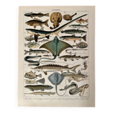 Lithograph on fish (stud) - 1900