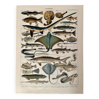 Lithographie sur les poissons (goujon) - 1900