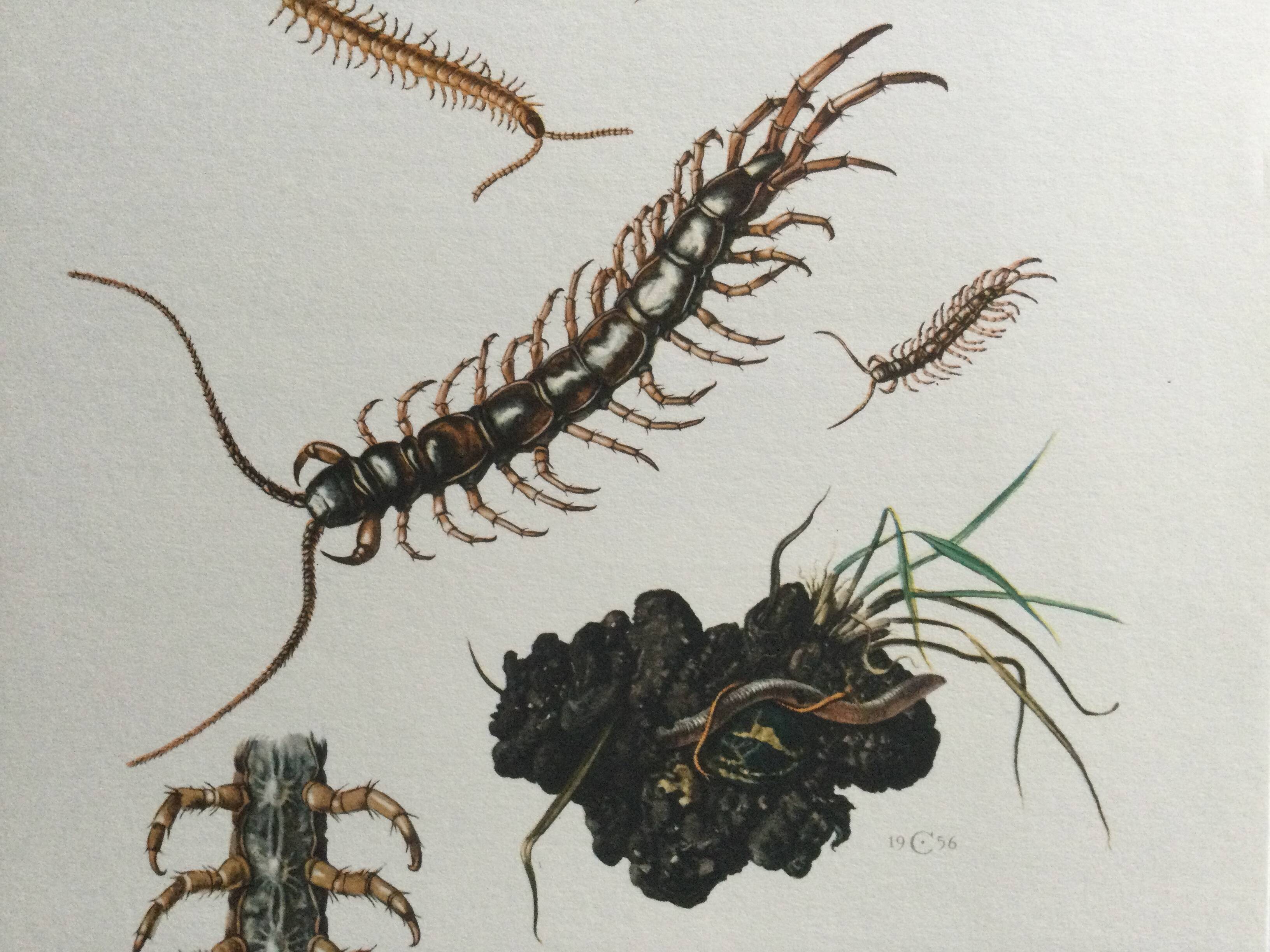 Old illustration "insects", 1960s