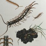 Illustration ancienne "insectes", années 60