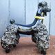 Groomed Poodle in Iridescent Ceramic, 1950