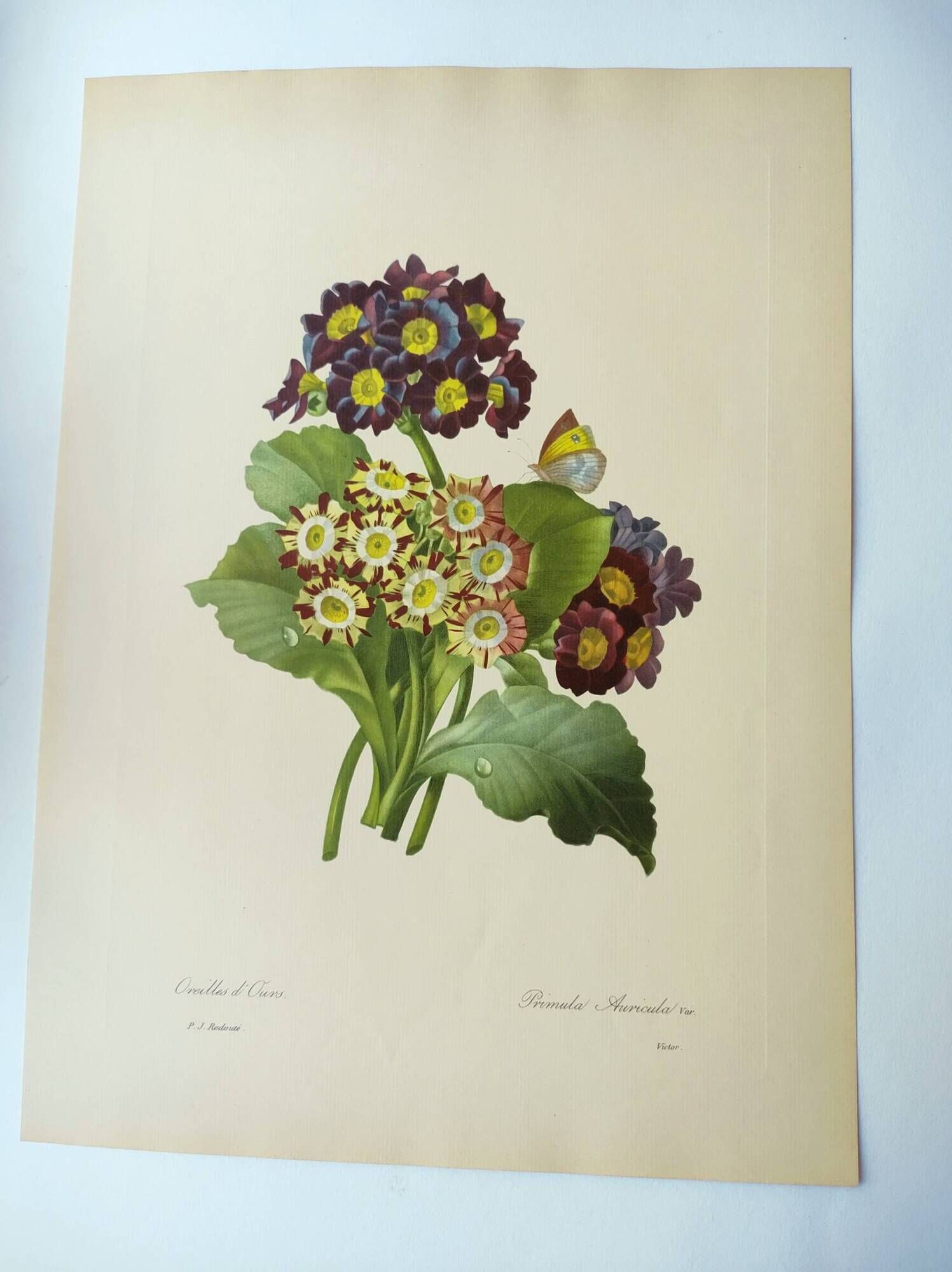 Antique botanical engraving -1955- bear's ear flower - primula auricula- by pj. redouté. vintage