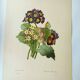 Antique botanical engraving -1955- bear's ear flower - primula auricula- by pj. redouté. vintage