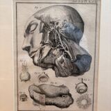 Old Print Engraving 19th Century Framed Anatomy Artery Face Bernard Dixerit