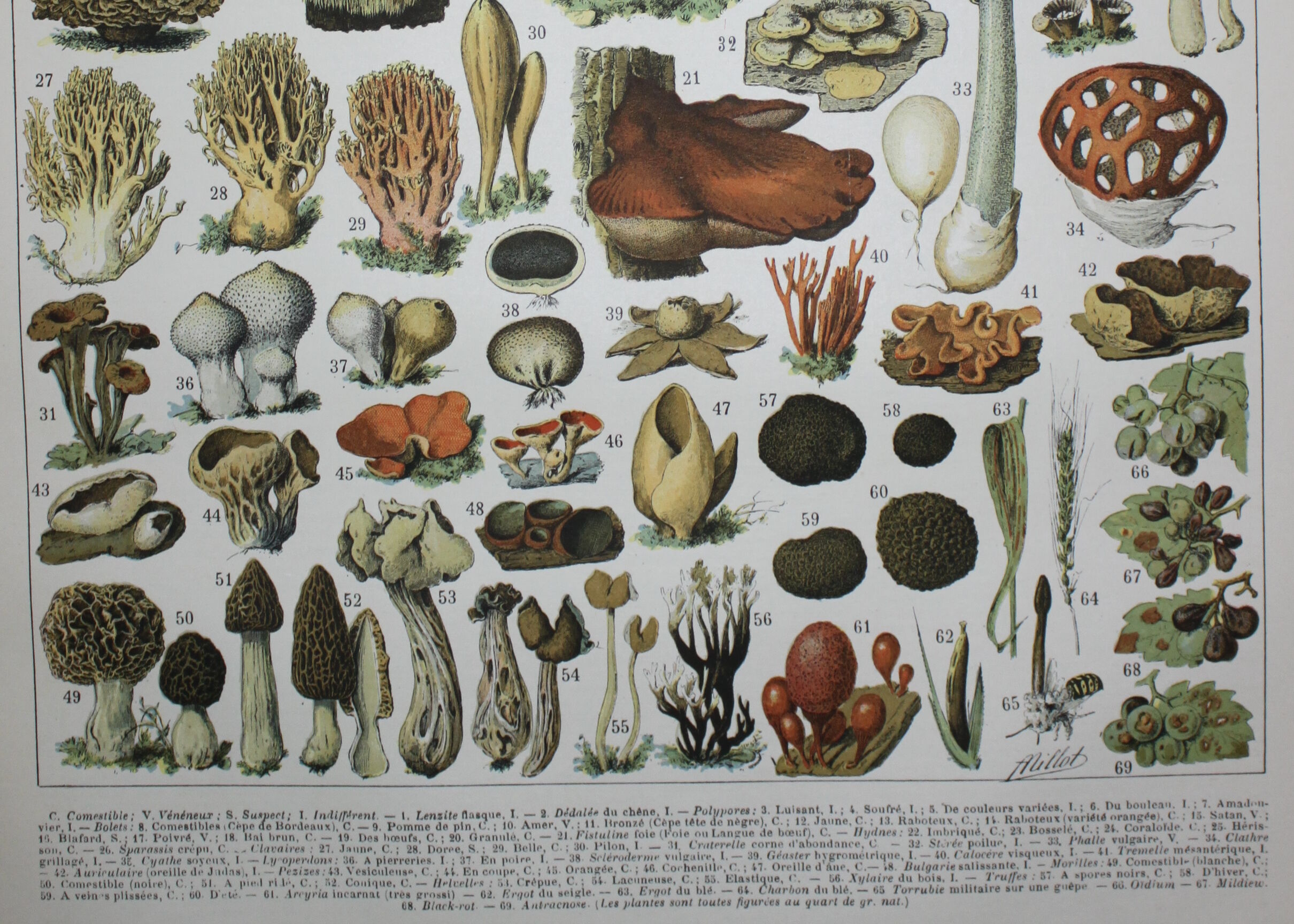 Engraving • Mushrooms 2, picking • Original lithograph from 1898