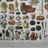 Engraving • Mushrooms 2, picking • Original lithograph from 1898