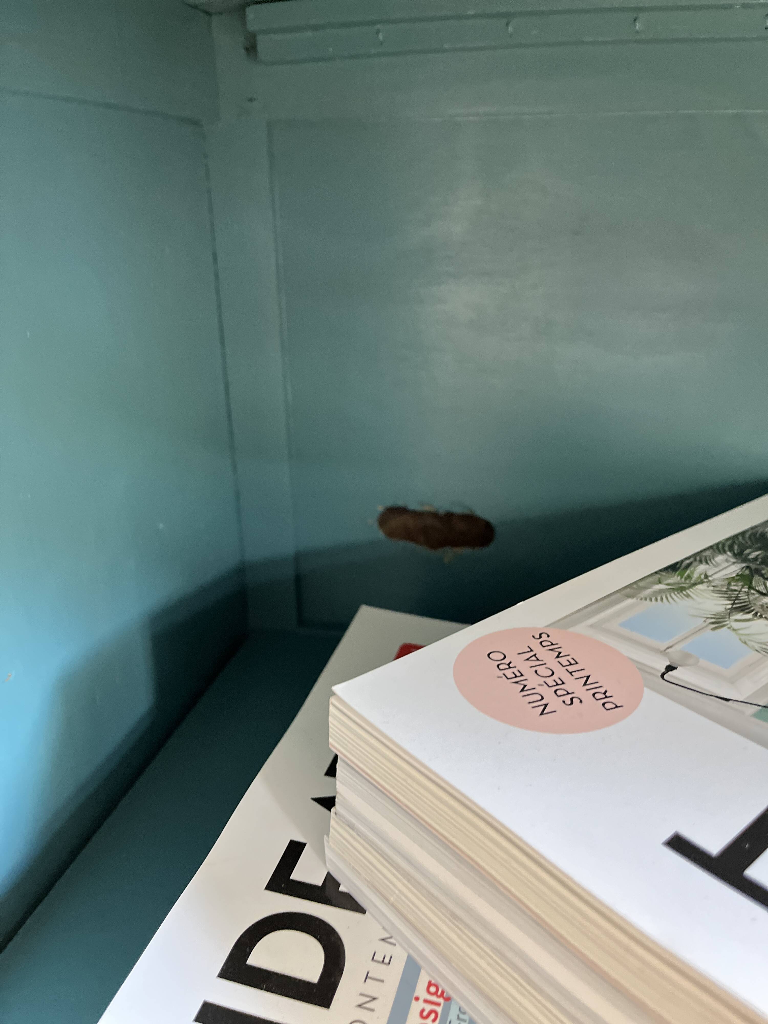 Small almond milk buffet