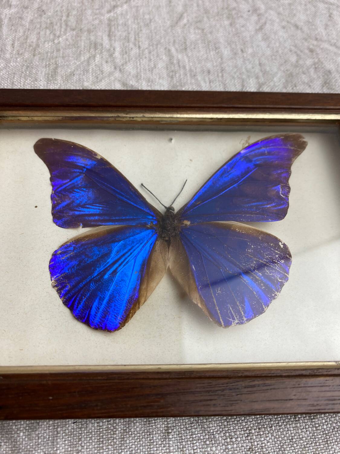 Naturalized butterfly frame under glass