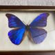 Naturalized butterfly frame under glass