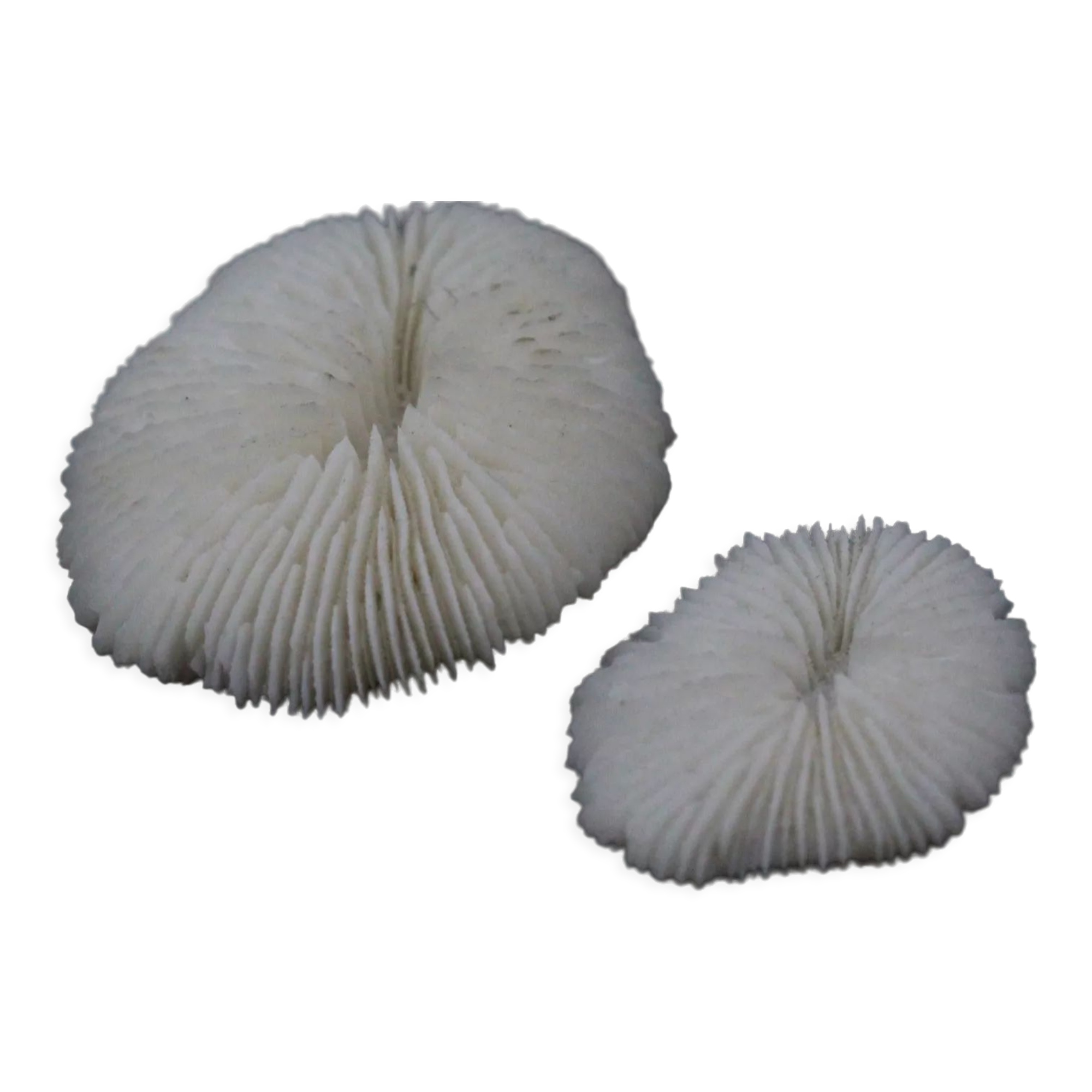 Coral sponges