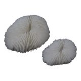 Coral sponges
