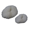 Éponges corail