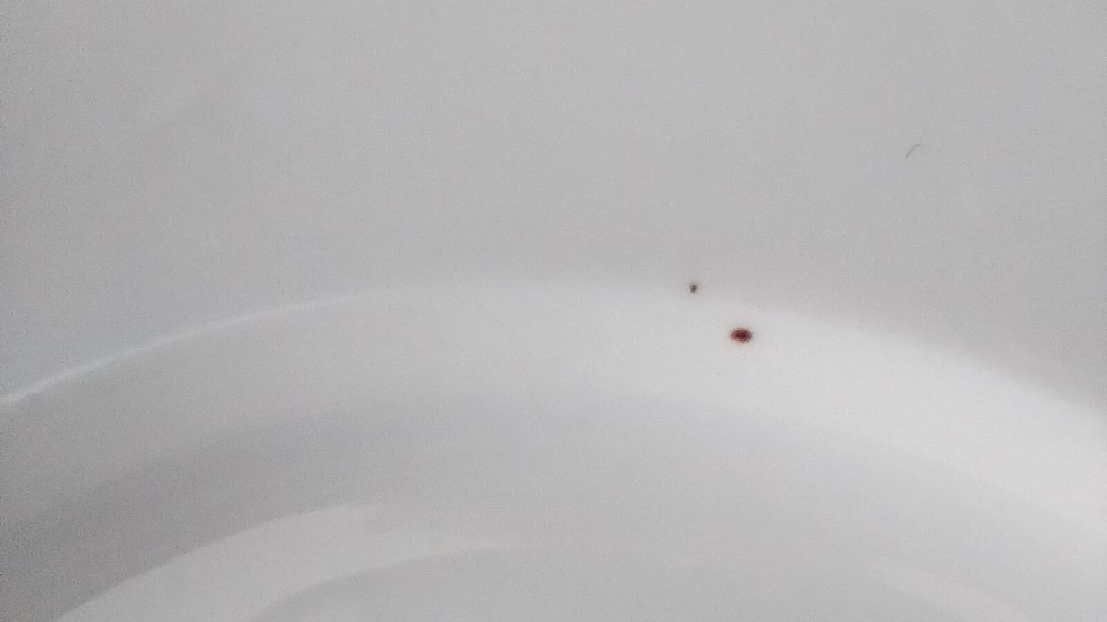 3 Pillivuyt white porcelain dinner plates with blue edging.