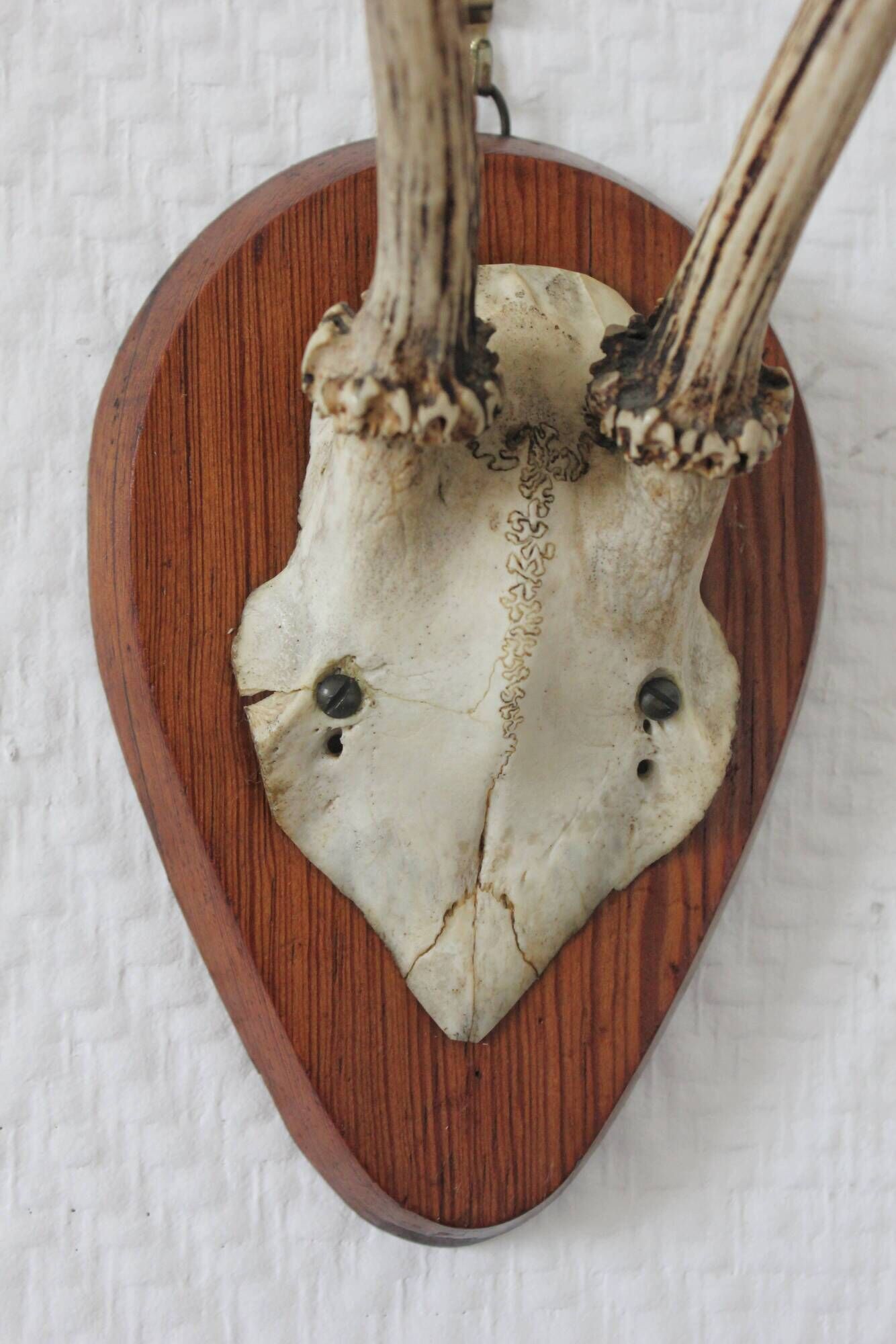 Curiosity Cabinet Hunting Trophy on Vintage Wooden Base