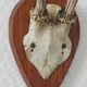 Curiosity Cabinet Hunting Trophy on Vintage Wooden Base