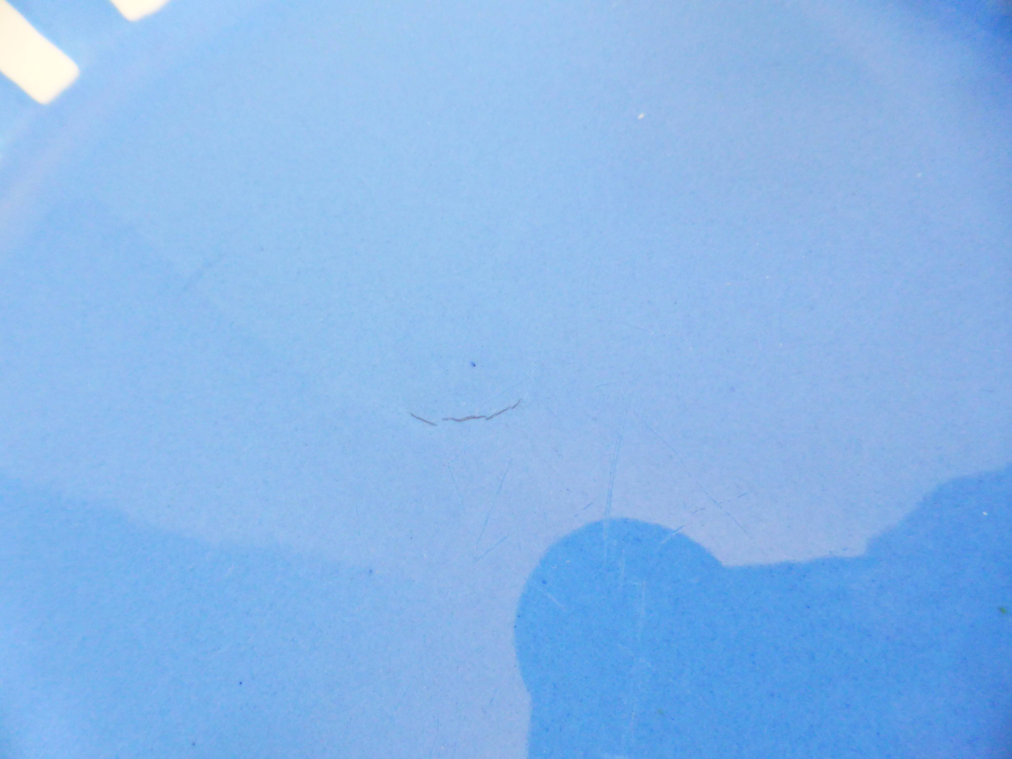 7 Sarreguemines dessert plates model Fox Trott 2106188