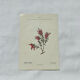 Botanical engraving 1800 France ancient naturalist work double-sided