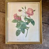 Old frame Redouté roses