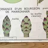 Rossignol pedagogical poster
