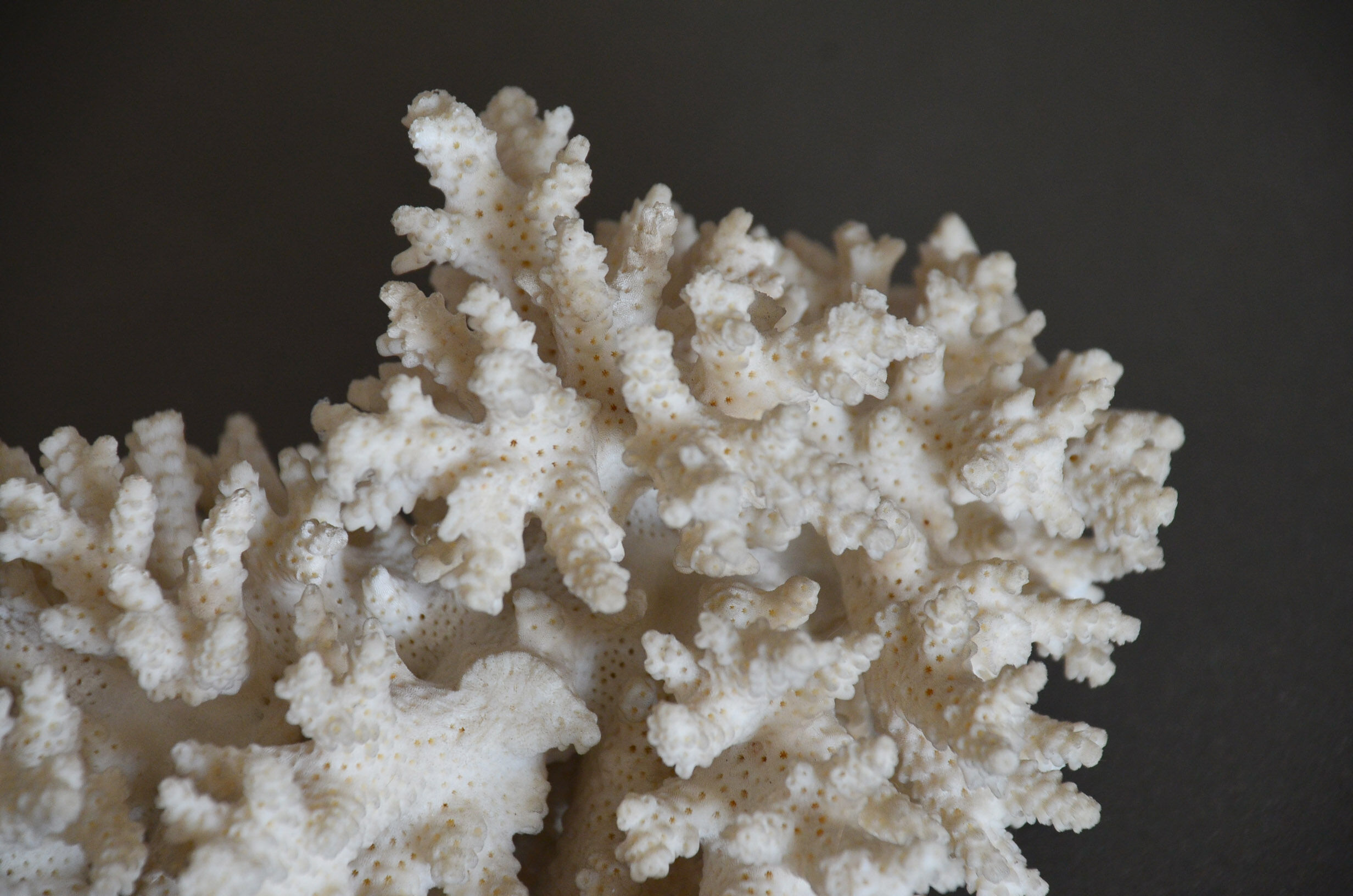 Coral vintage 70s branch