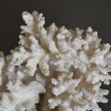 Coral vintage 70s branch