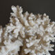 Coral vintage 70s branch