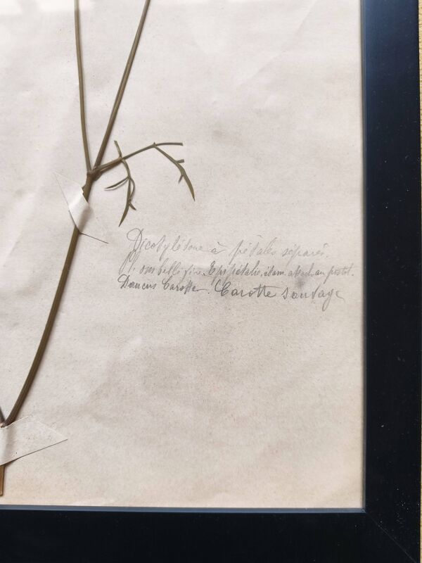 Herbiers anciens encadrés, lot de 4