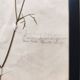 Herbiers anciens encadrés, lot de 4