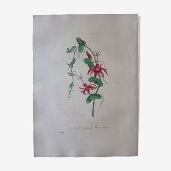Planche botanique Passiflora  Murucuja,lithographiée et coloriée,  Sertum Botanicum 1832