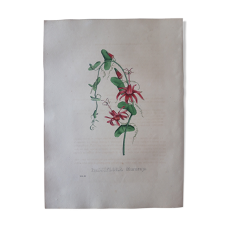 Planche botanique Passiflora  Murucuja,lithographiée et coloriée,  Sertum Botanicum 1832