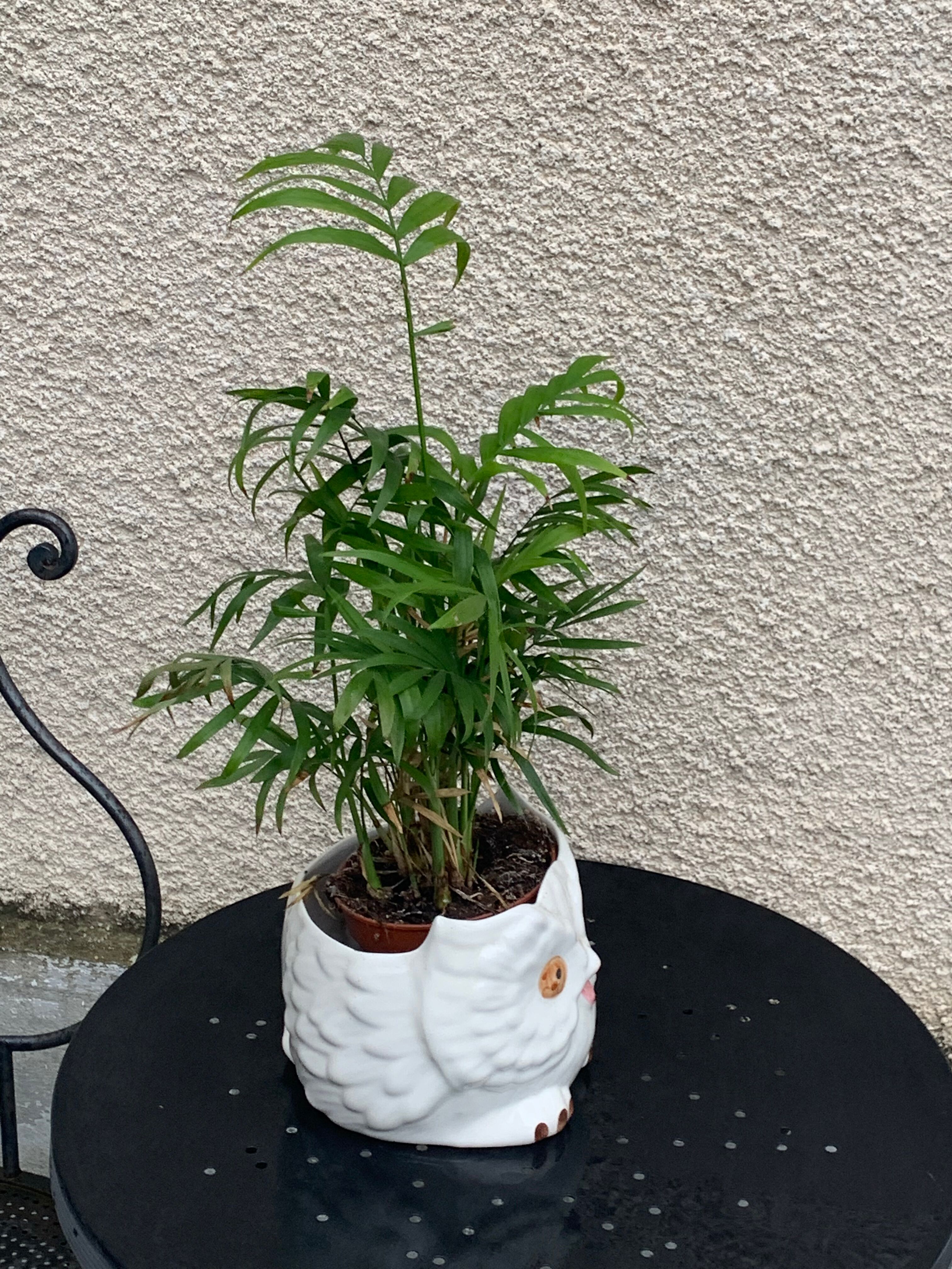 Cache pot owl glazed ceramic white slip earthenware siol Portugal